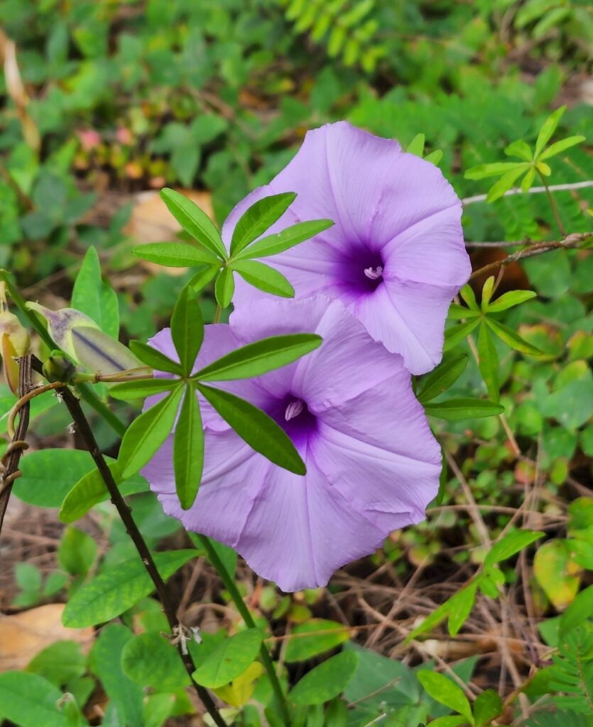 Cape Kumukahi Black Sand Beach