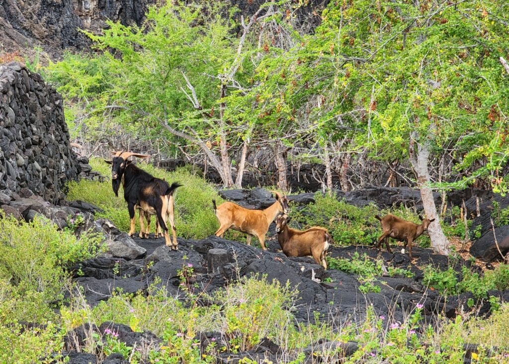 1871 Trail to Ki’ilae Village