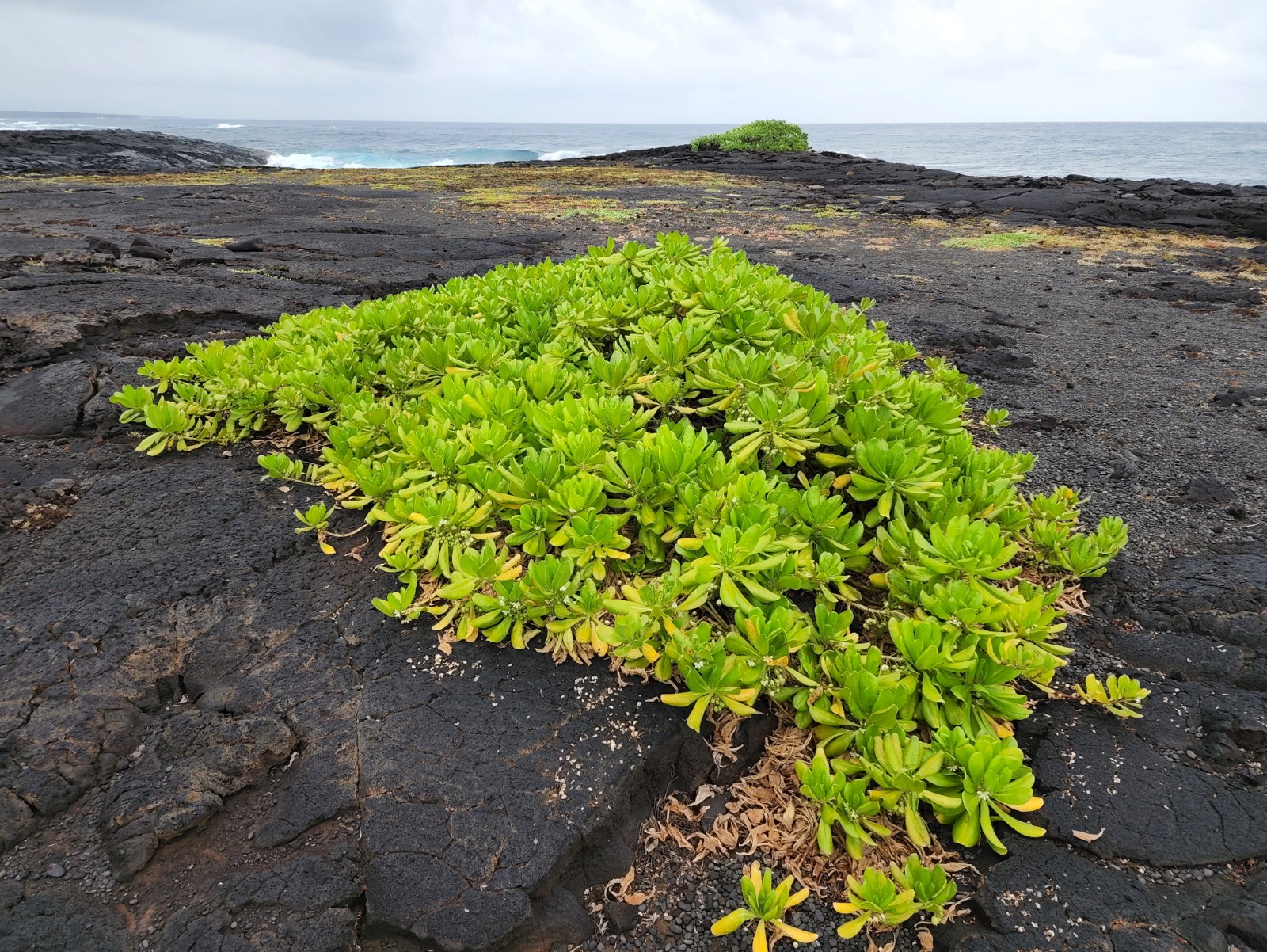 Kamehame Beach