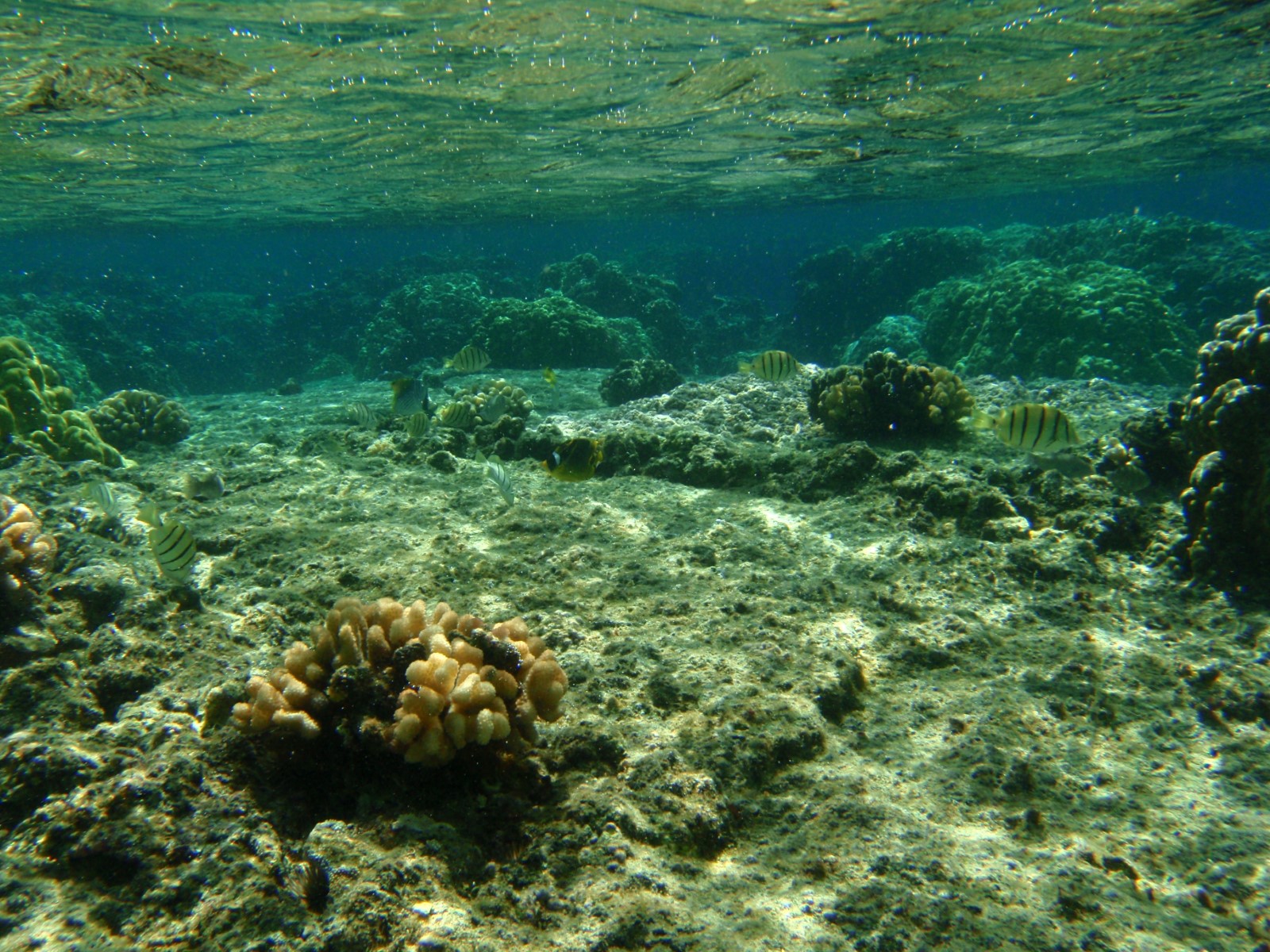 Waiopae Kapoho Tide Pools (Lost Forever)