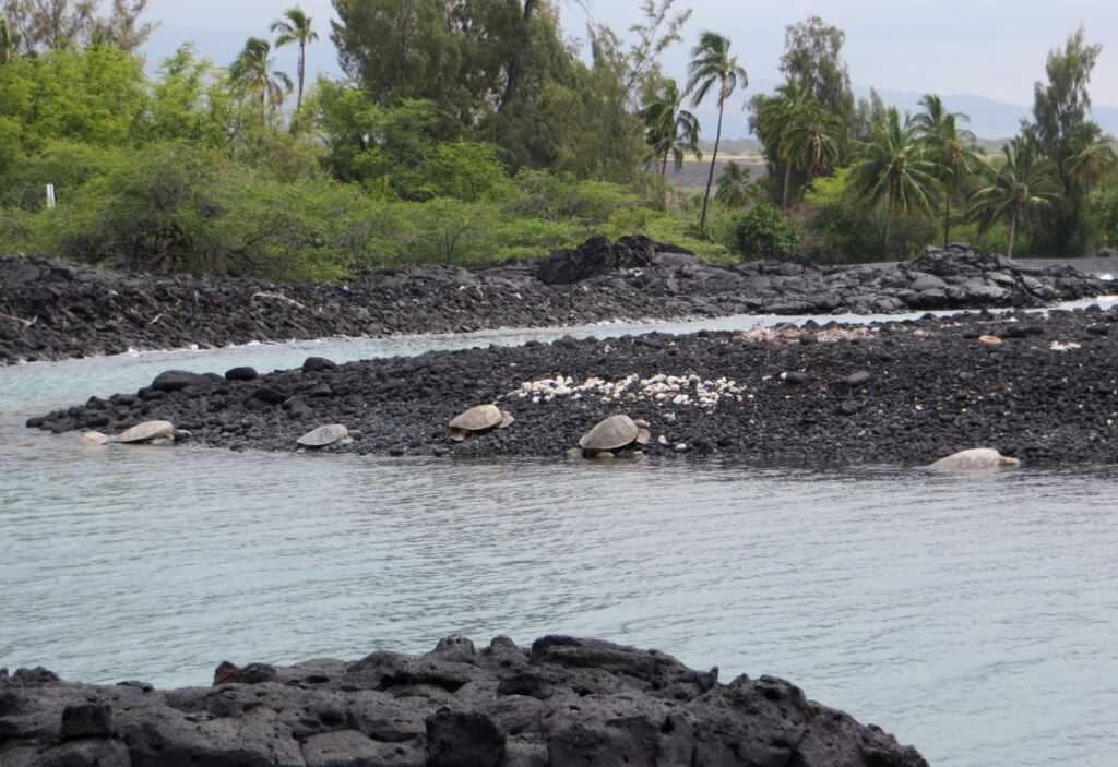 Kiholo Bay & Wainanalii Pond