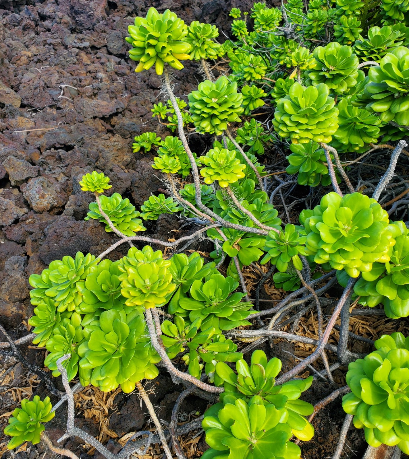 Champagne Ponds at Kapoho Bay (Lost Forever)