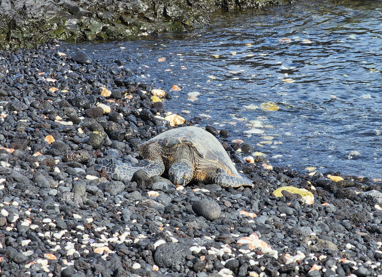 Waiopae Kapoho Tide Pools (Lost Forever)