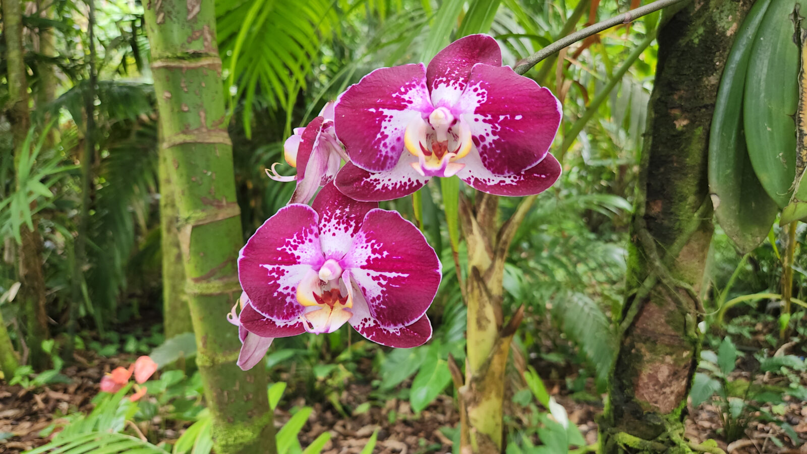 Hawai‘i Tropical Bioreserve & Garden