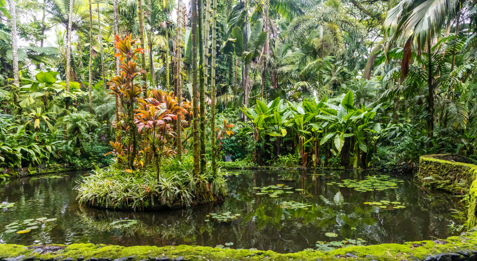 Hawai‘i Tropical Bioreserve & Garden