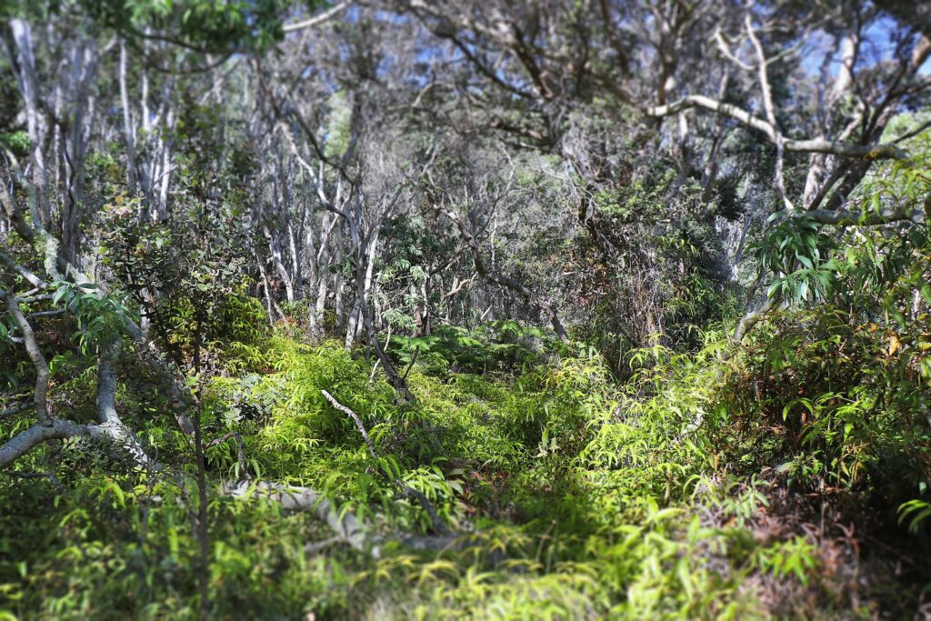 Āinapō Trail to Mauna Loa Summit